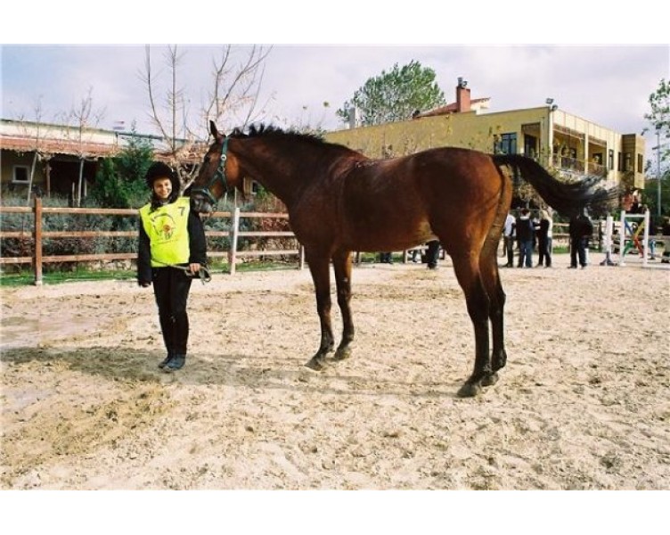 Endurance( Avrasya Binicilik) 
